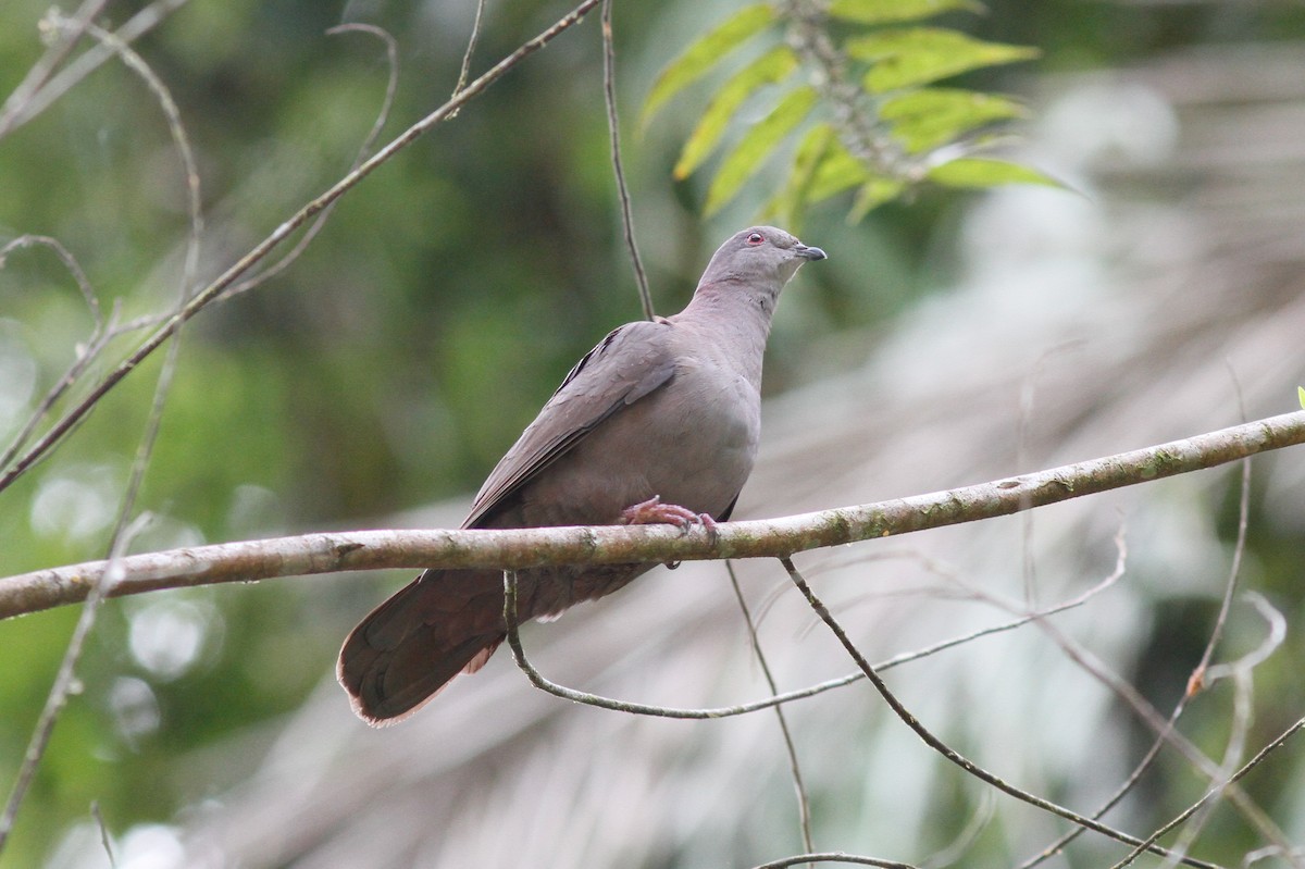 Dusky Pigeon - ML444599241