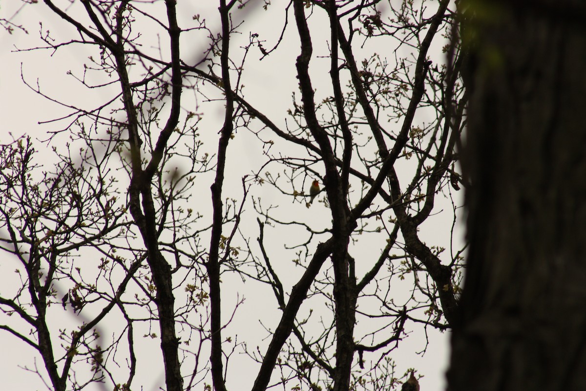 Blackburnian Warbler - ML444599281