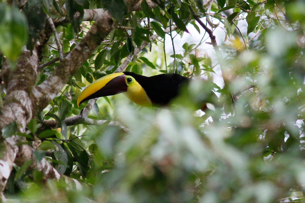 Yellow-throated Toucan (Chestnut-mandibled) - ML444599831