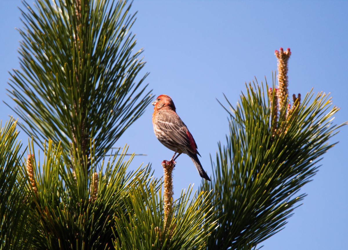 メキシコマシコ - ML444600191