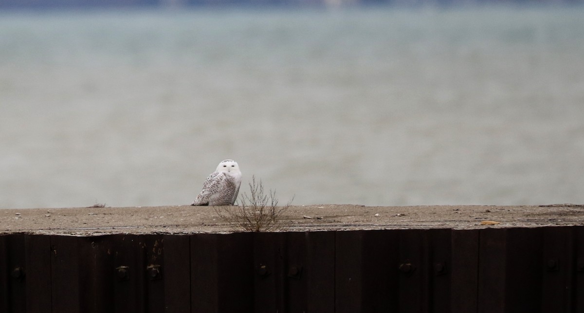 Snowy Owl - Jay McGowan