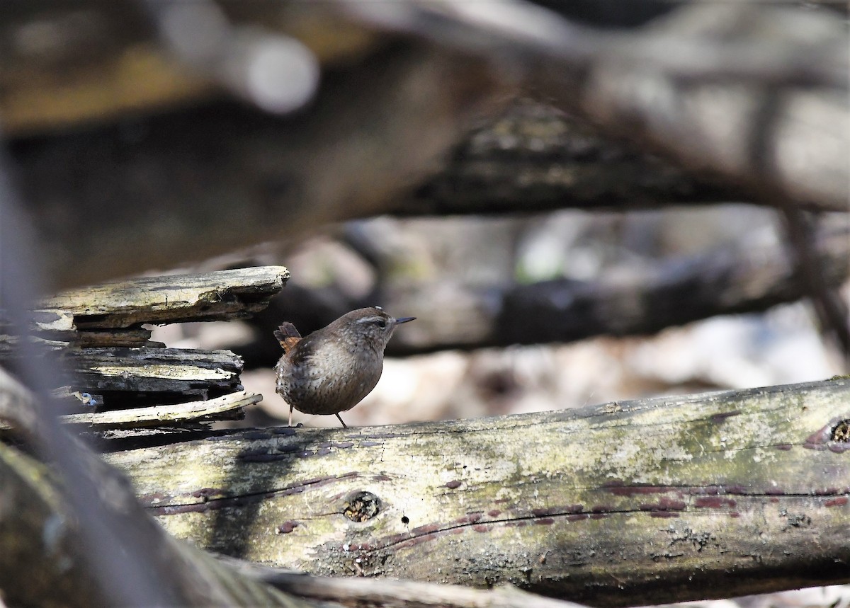 Winter Wren - Monique Maynard