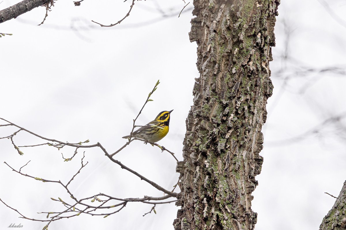 new world warbler sp. - Karen Kader