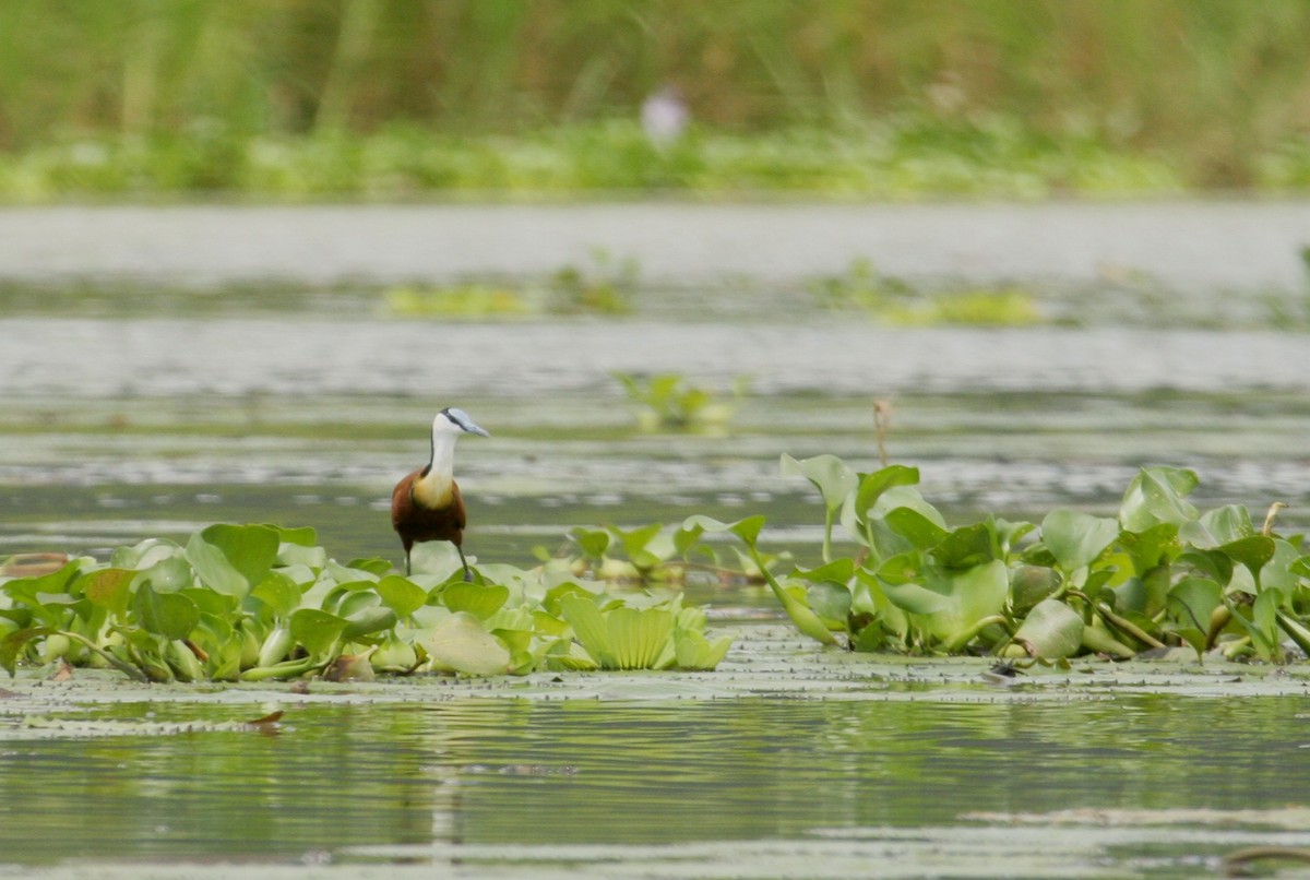 African Jacana - ML444603971