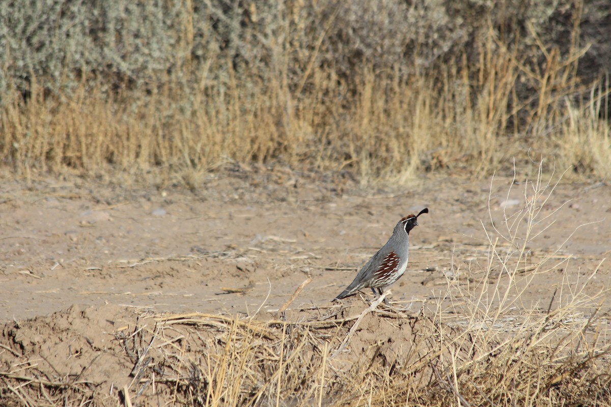 Gambel's Quail - ML444604761