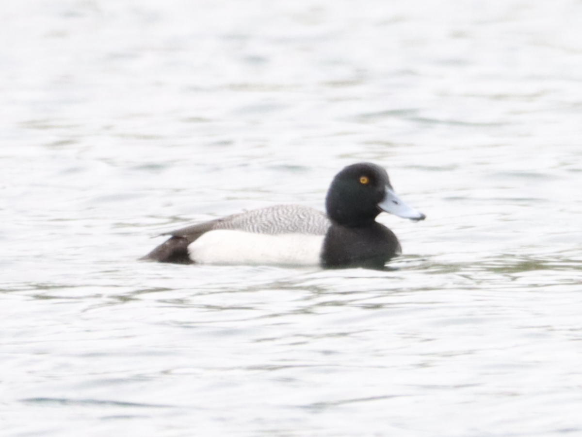 Greater Scaup - ML444604981