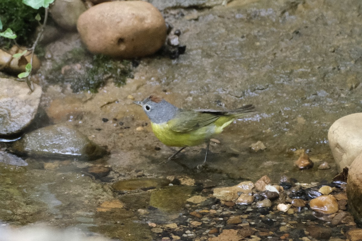 Rubinfleck-Waldsänger - ML444605821