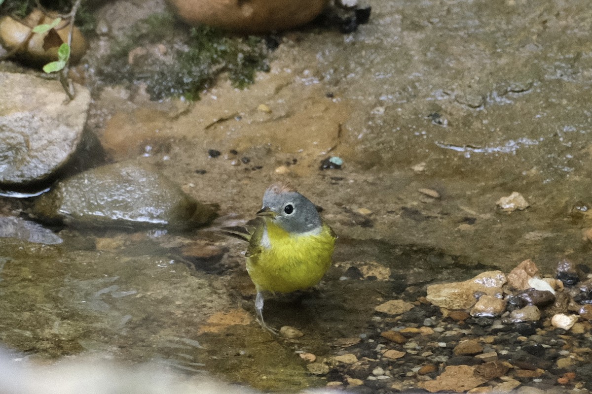 Rubinfleck-Waldsänger - ML444605831