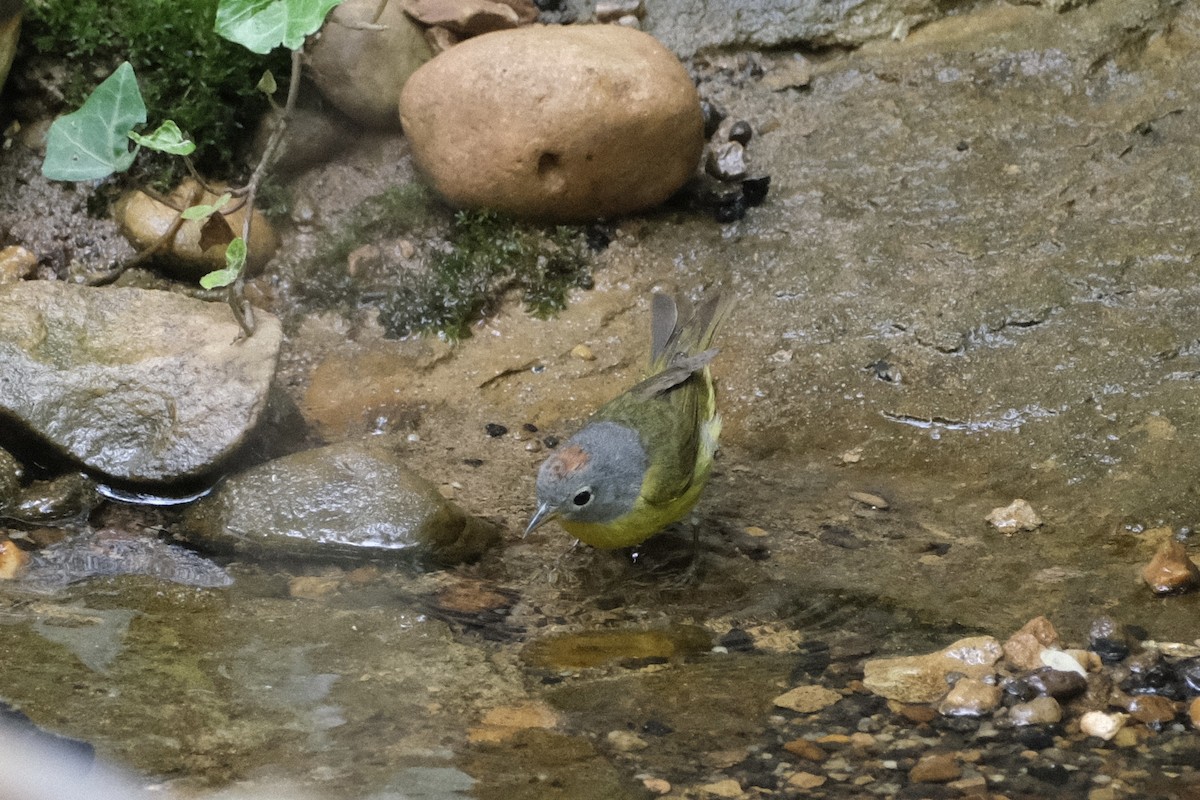 Rubinfleck-Waldsänger - ML444605841