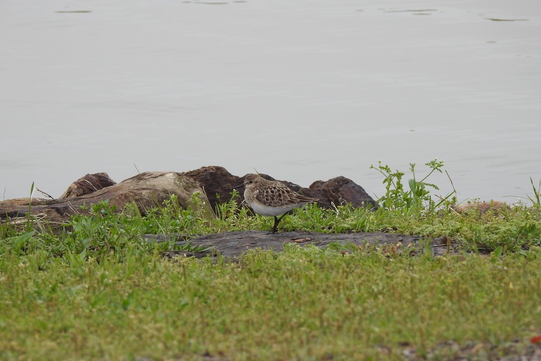 Bairdstrandläufer - ML444607081