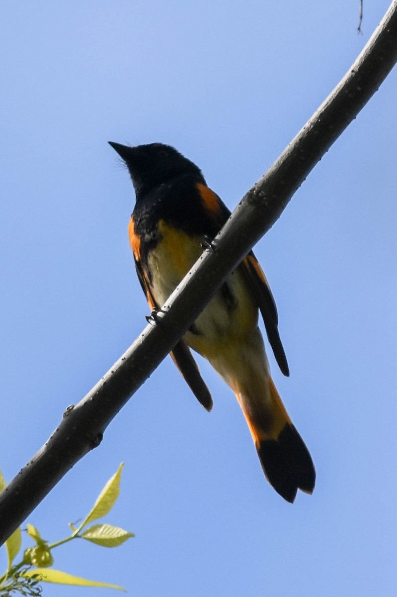 American Redstart - ML444608311