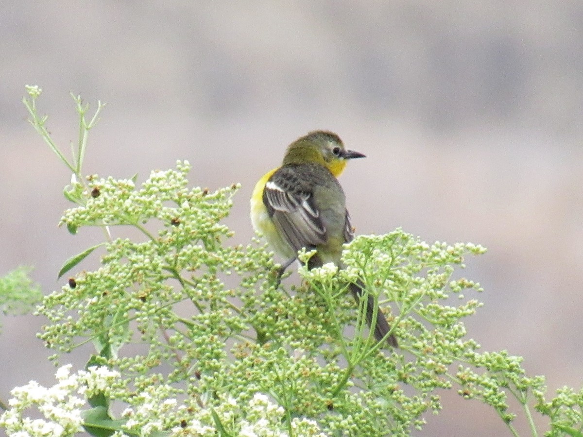 Yellow-breasted Chat x Hooded Oriole (hybrid) - ML444608701