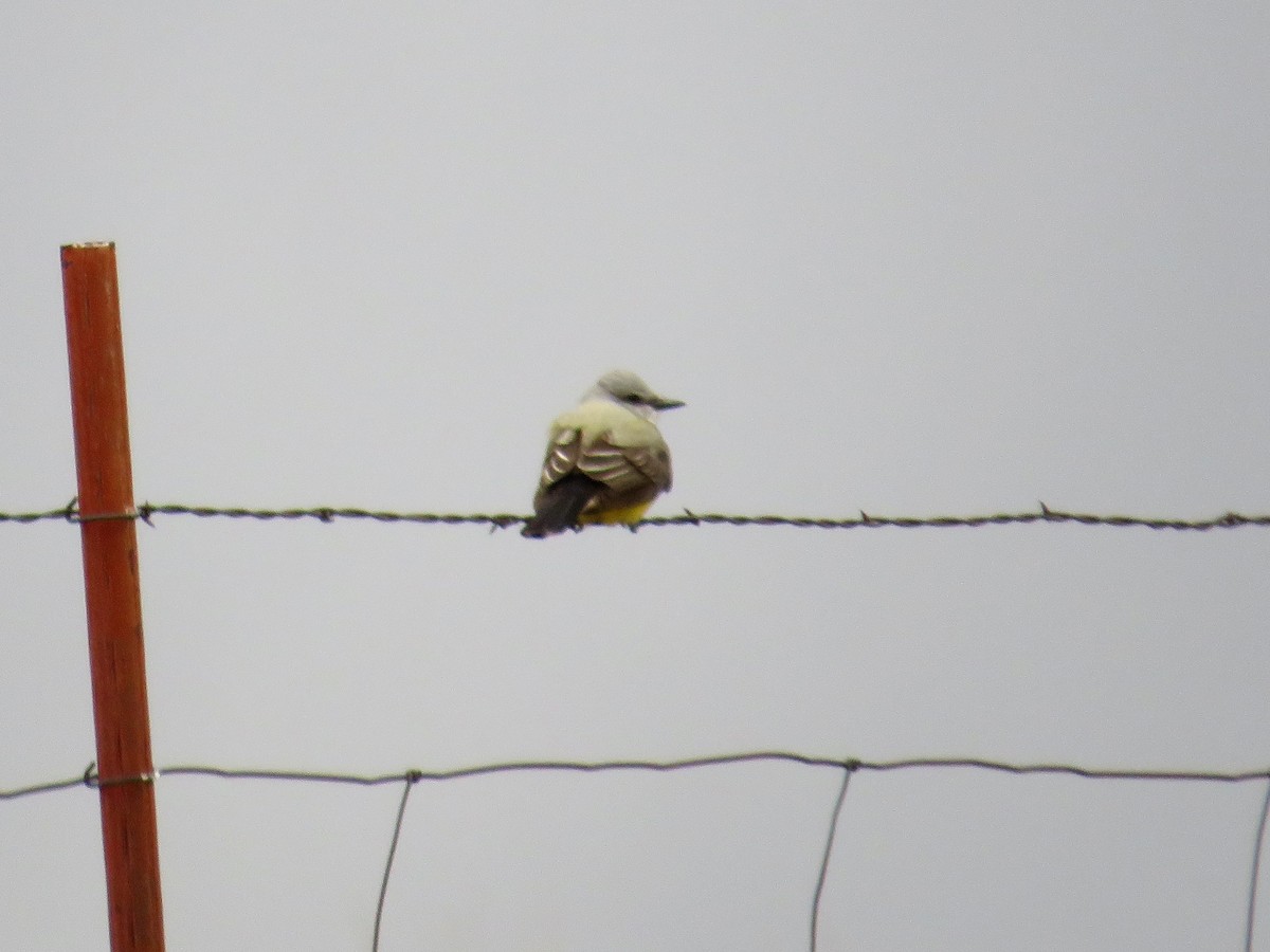 Western Kingbird - ML444609231