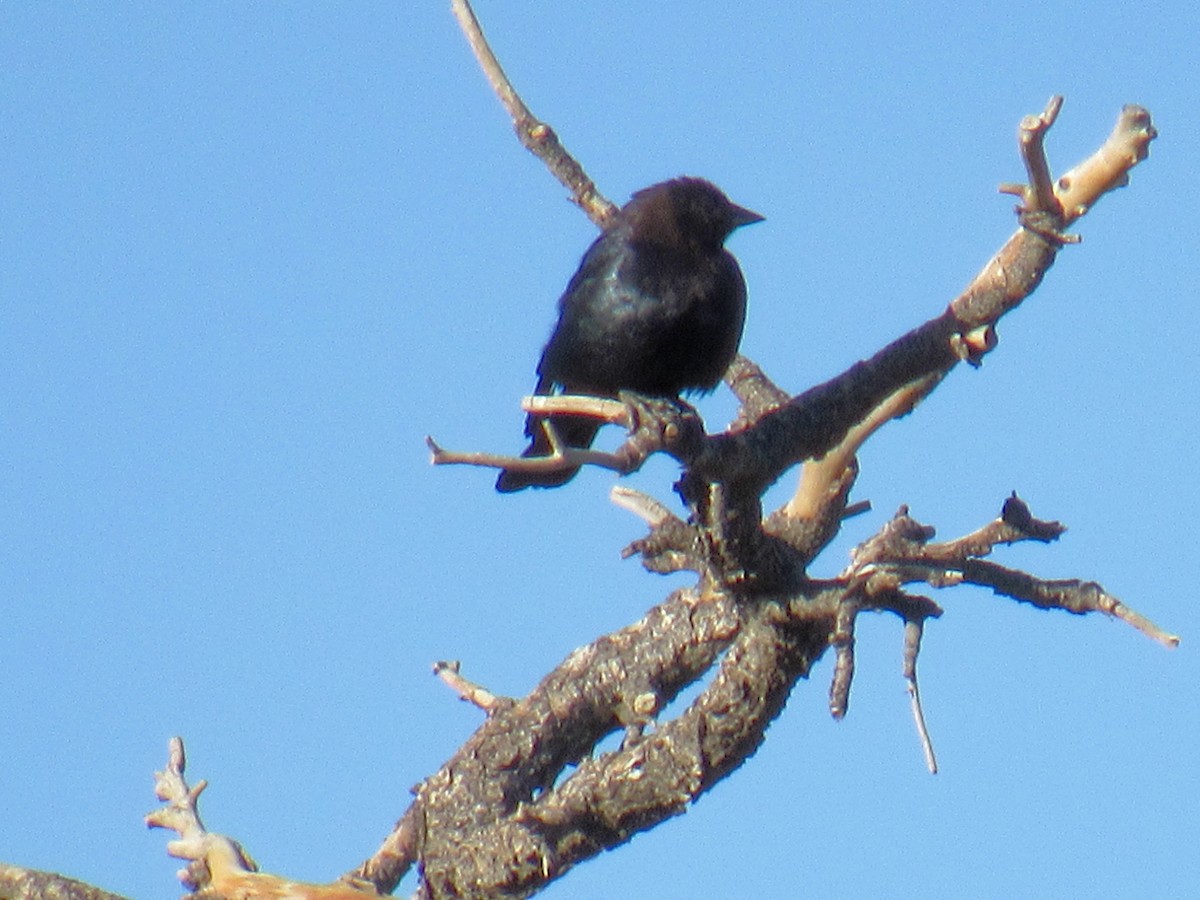 Brown-headed Cowbird - ML444610151