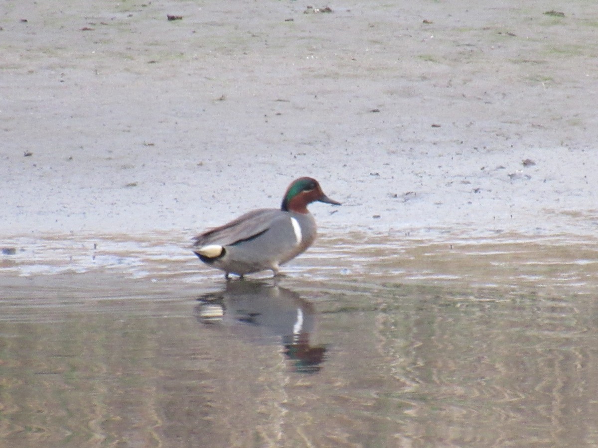 Green-winged Teal - ML444610421