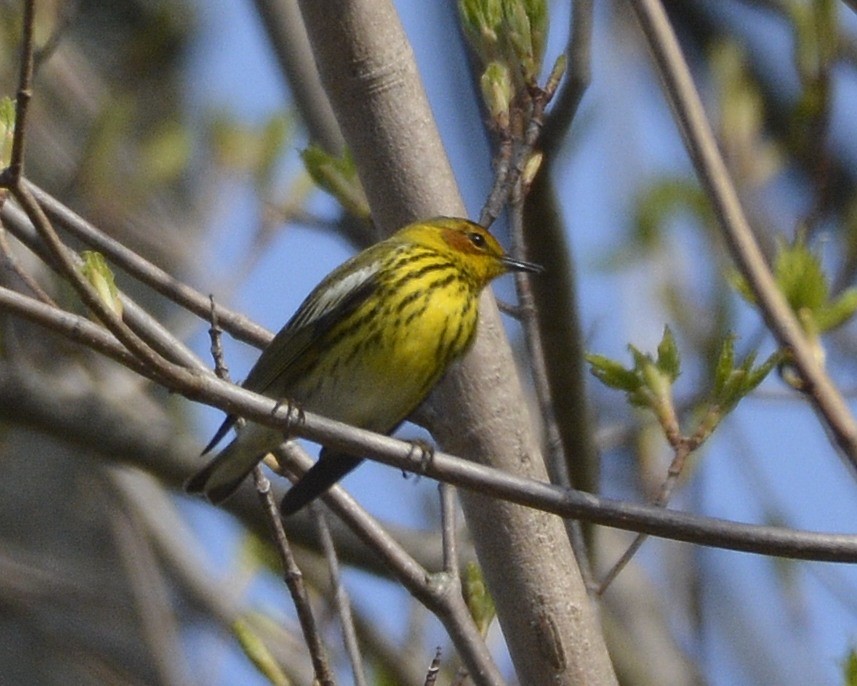 Paruline tigrée - ML444610571