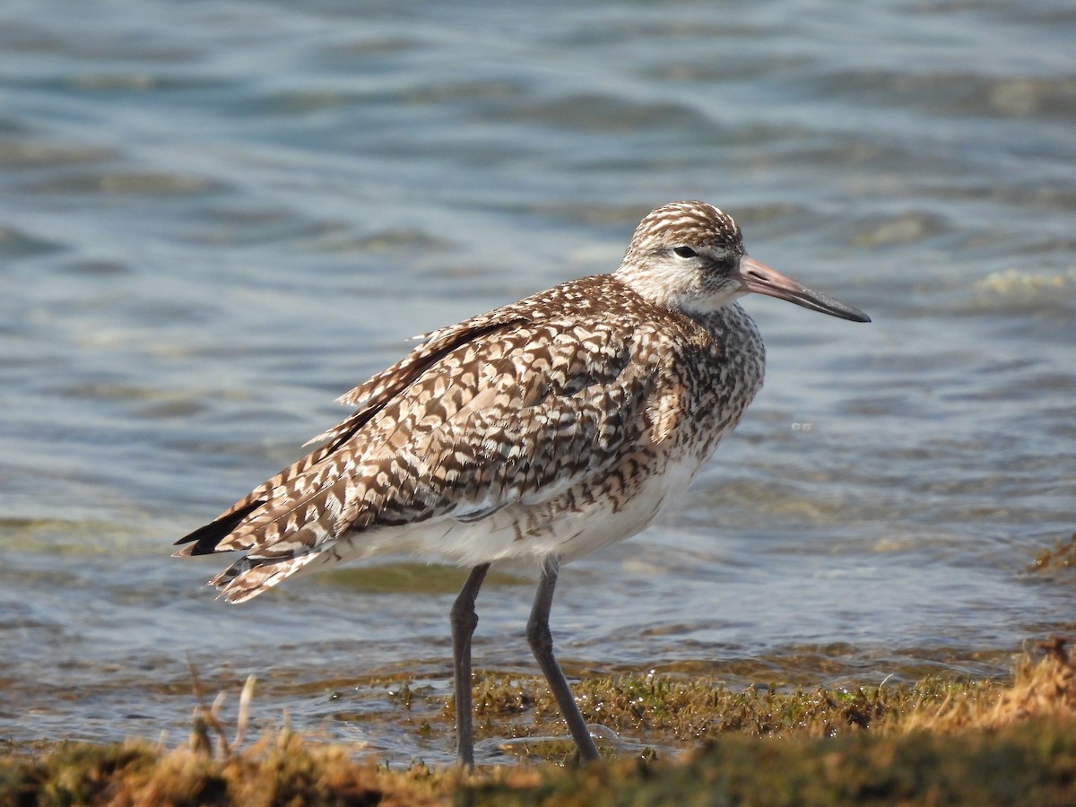 Willet - ML444611631