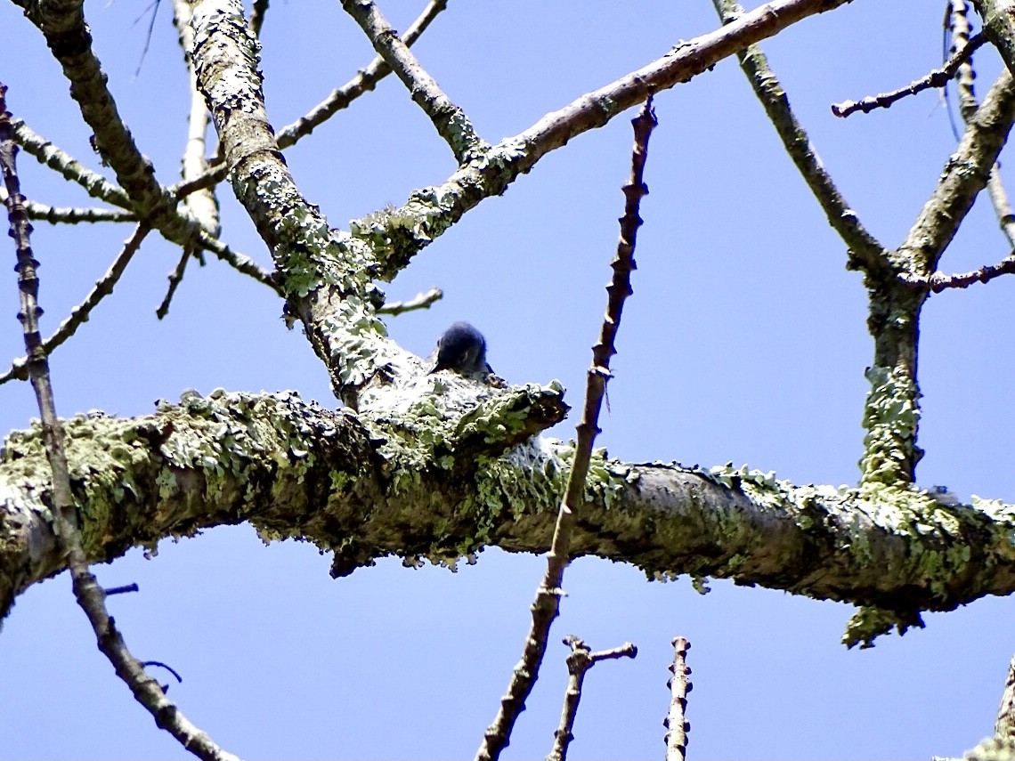 Blue-gray Gnatcatcher - Janet Wooten