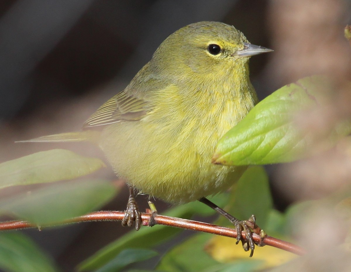 Orange-crowned Warbler (lutescens) - ML44461261