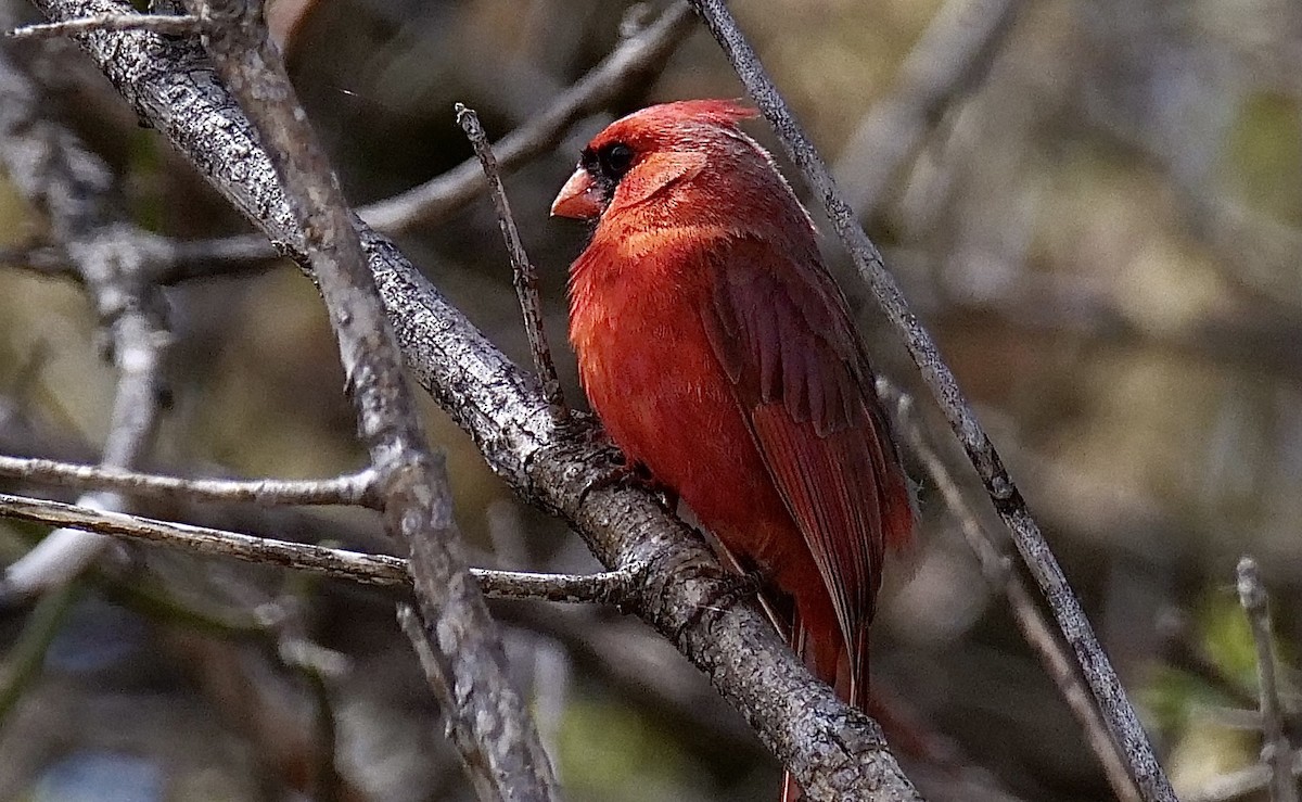 Cardinal rouge - ML444613151