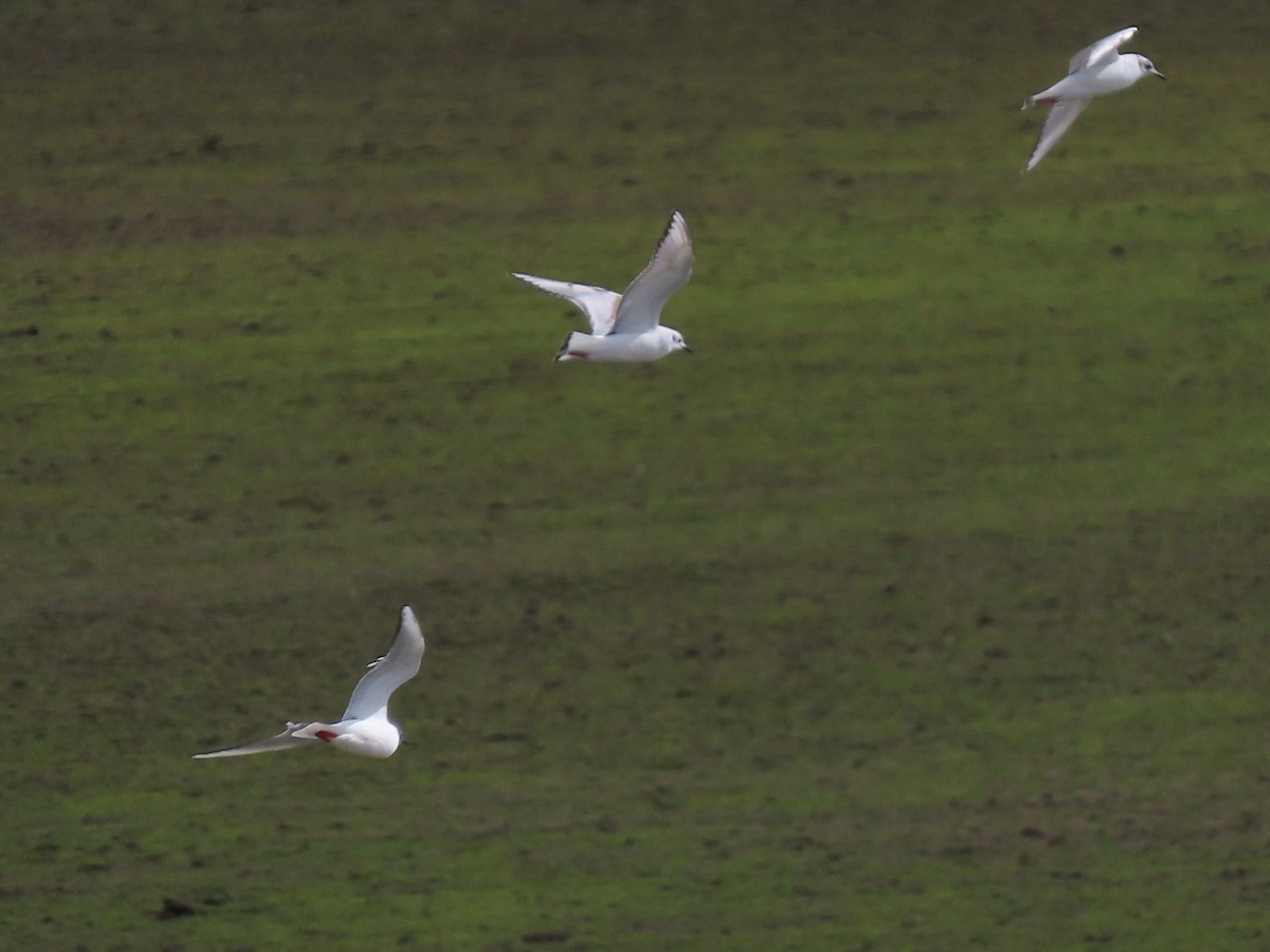 Bonaparte's Gull - ML444613861