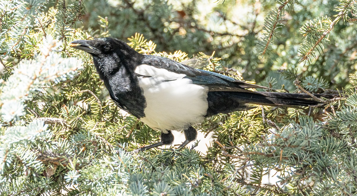 Black-billed Magpie - ML444614001