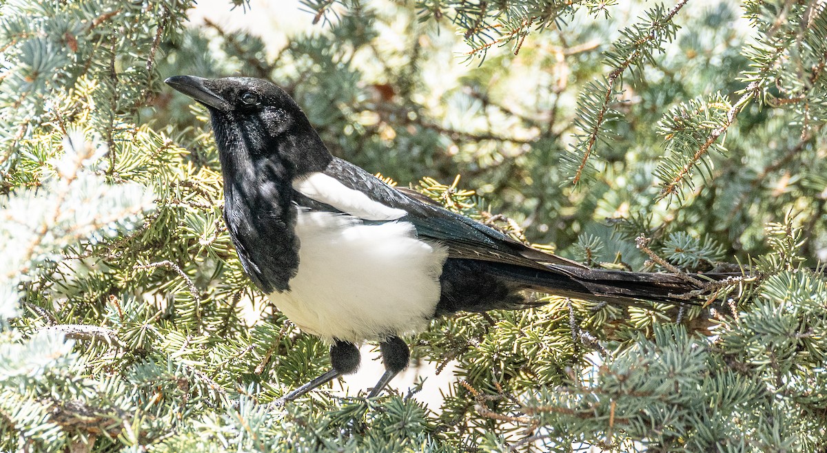 Black-billed Magpie - ML444614011