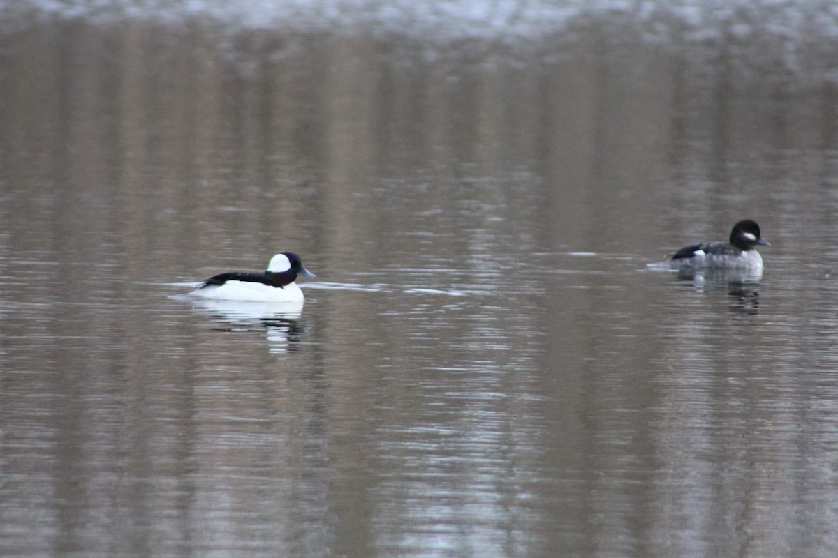Bufflehead - ML444614021