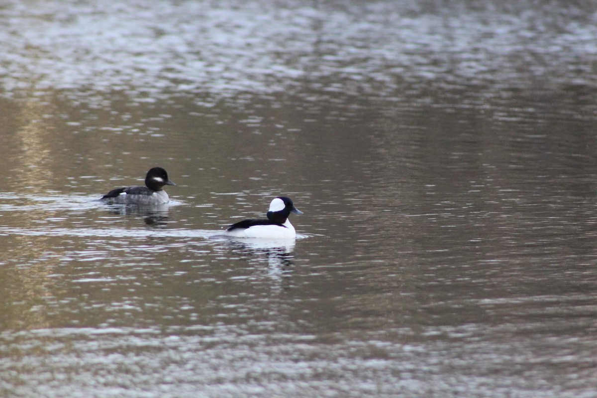 Bufflehead - ML444614031