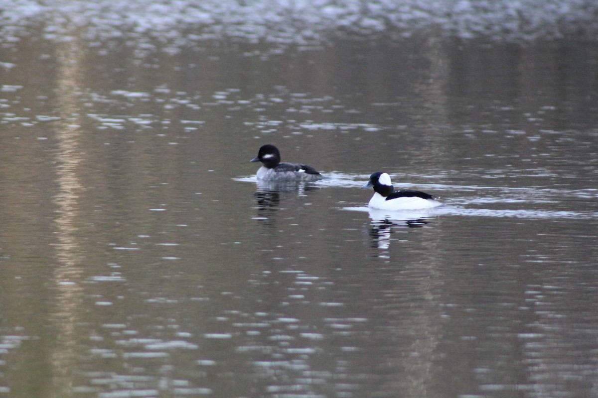 Bufflehead - ML444614041