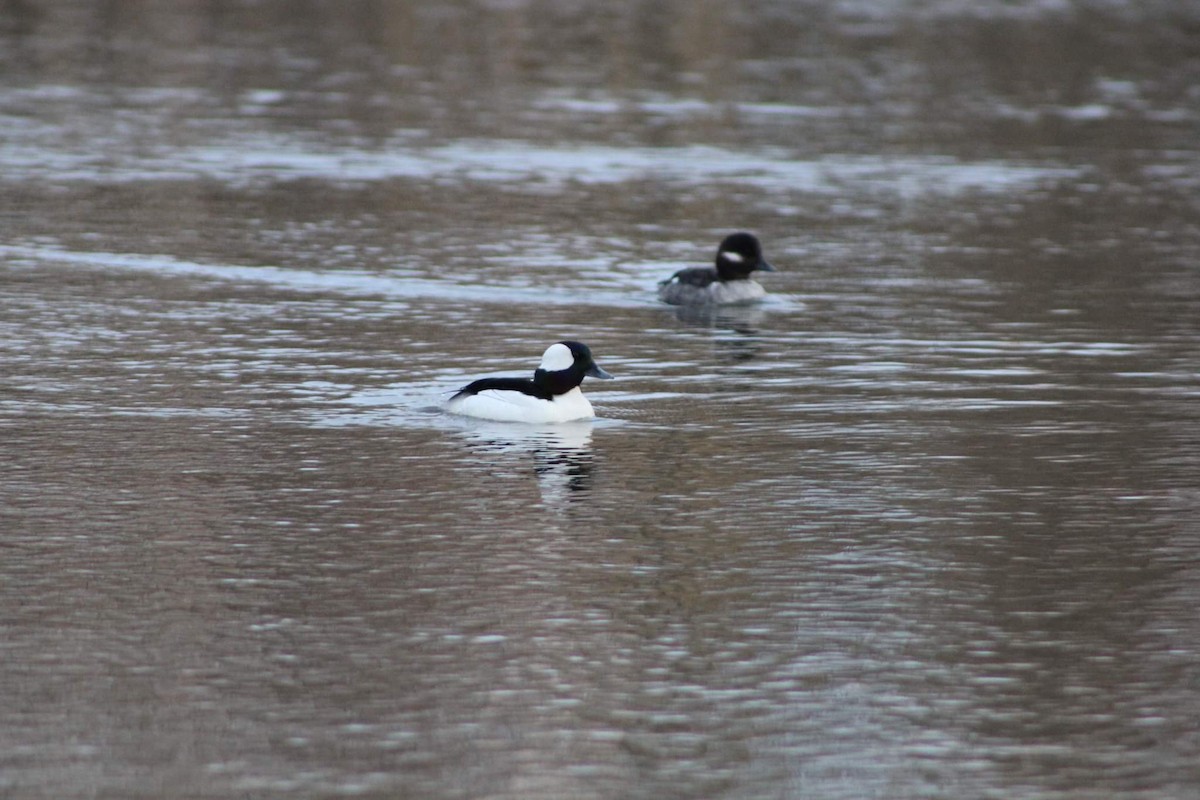 Bufflehead - ML444614051