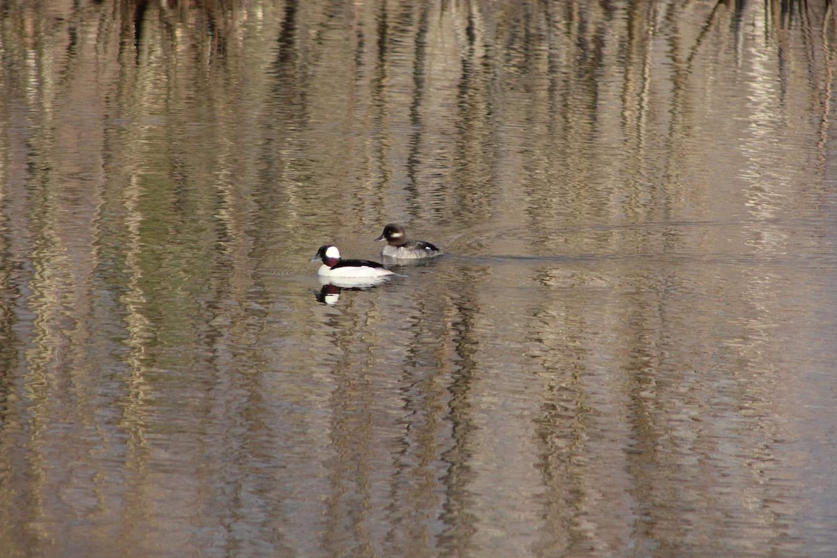 Bufflehead - ML444614061