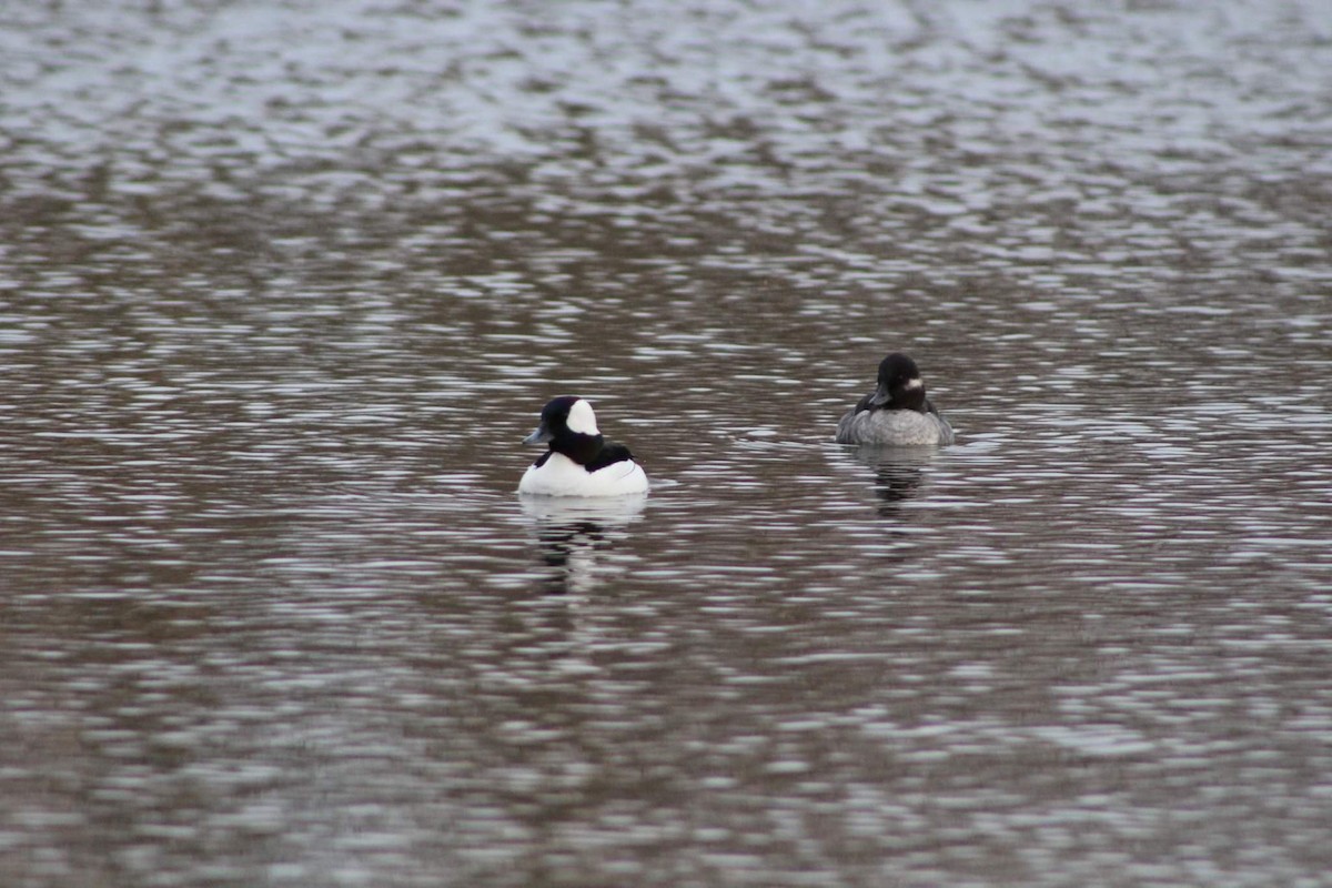 Bufflehead - ML444614071