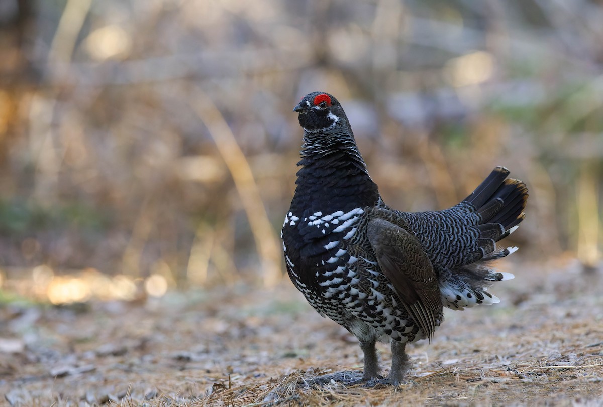 Spruce Grouse - ML444614371