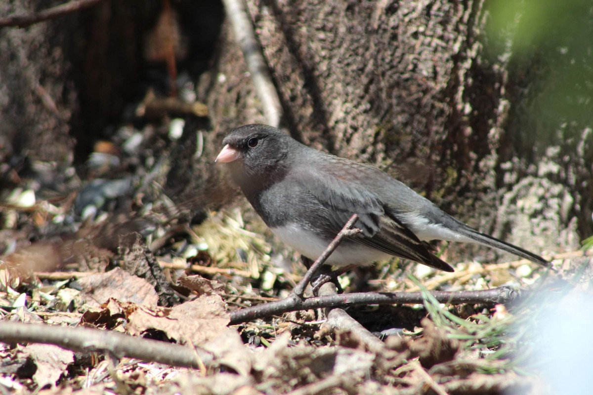 Junco ardoisé - ML444615311