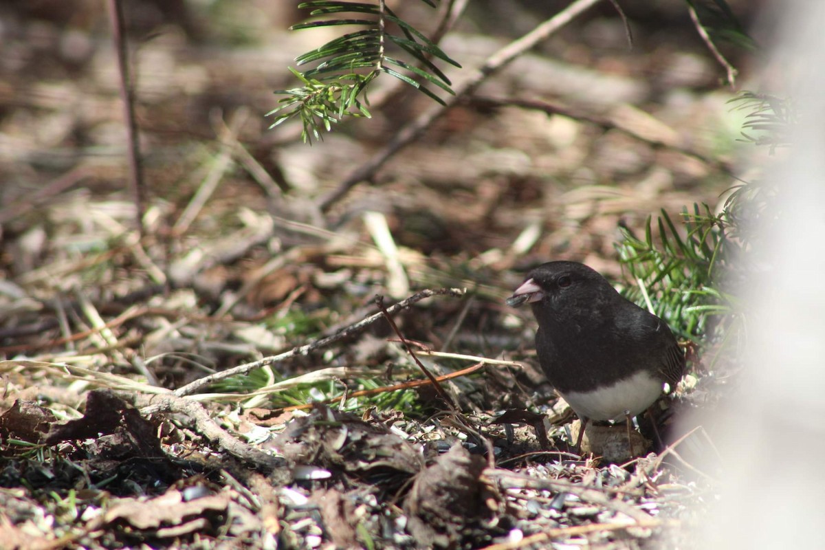 Junco ardoisé - ML444615321