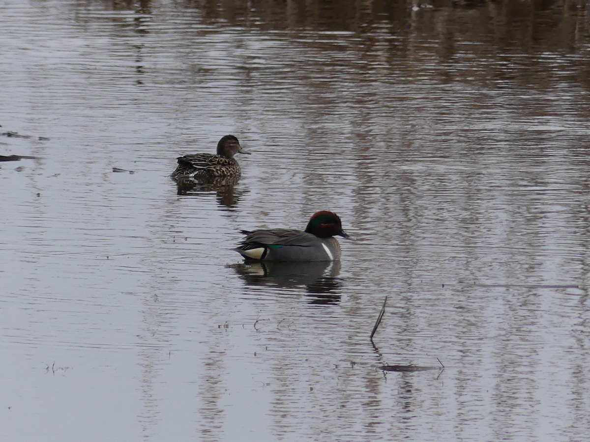Green-winged Teal - ML444616301