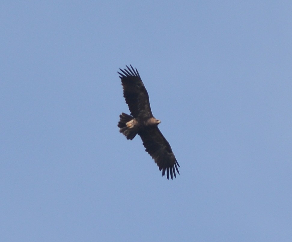 Lesser Spotted Eagle - ML444616931