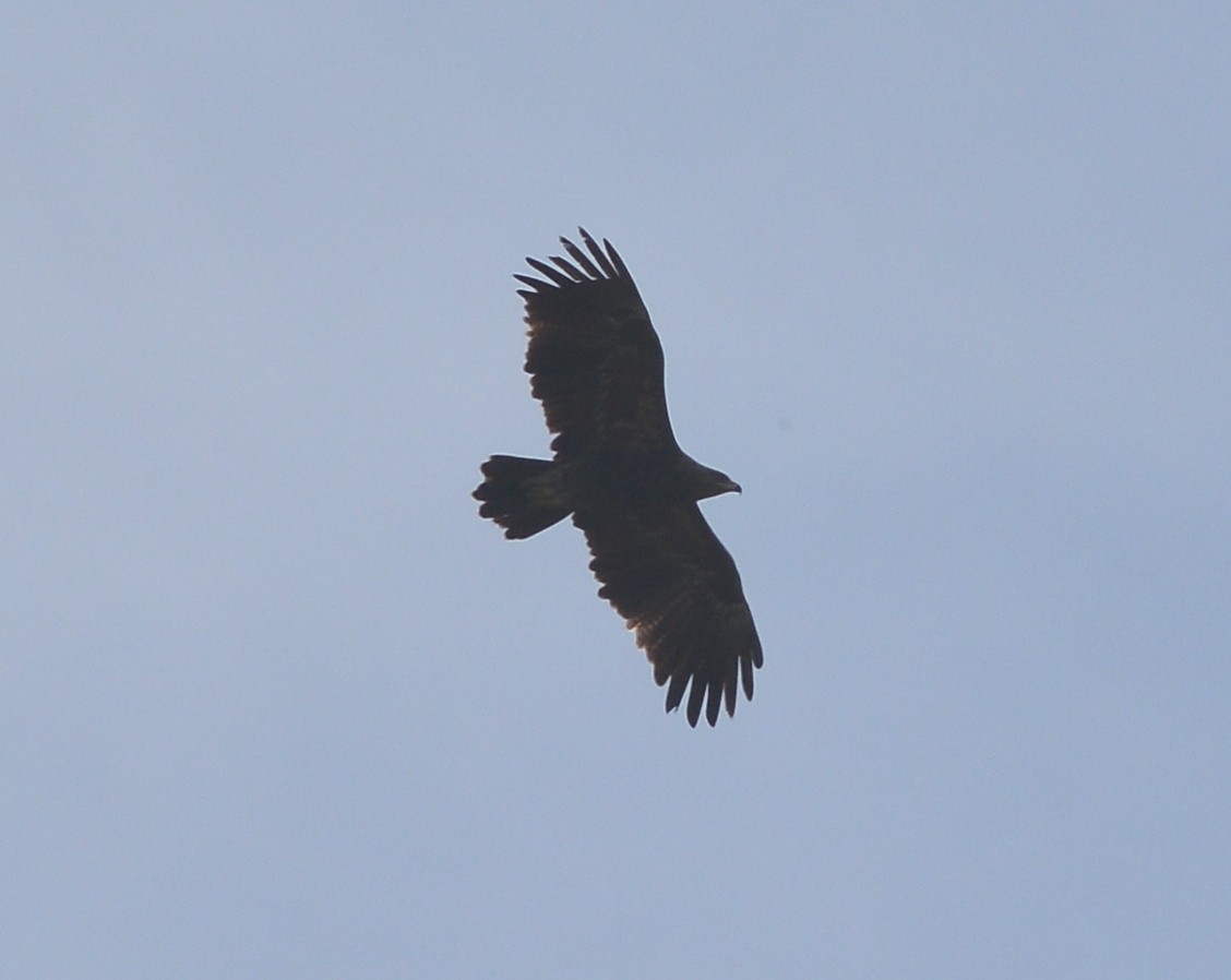 Lesser Spotted Eagle - ML444616951