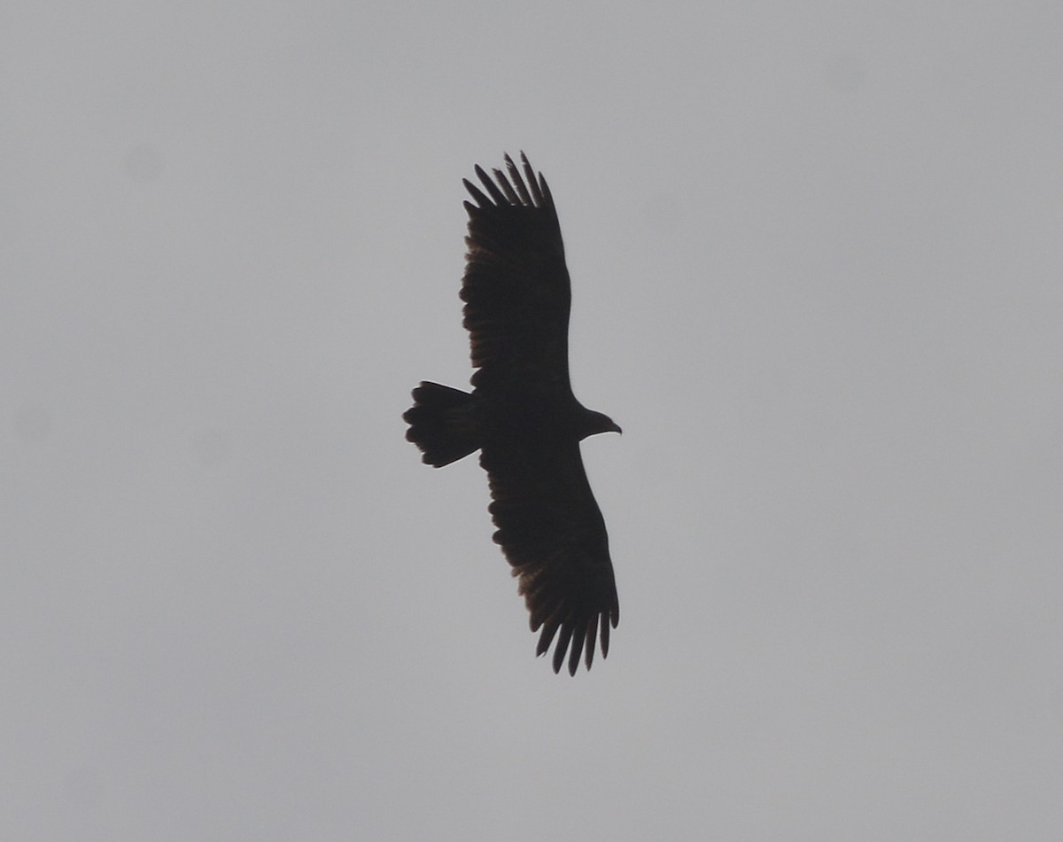 Lesser Spotted Eagle - ML444616961