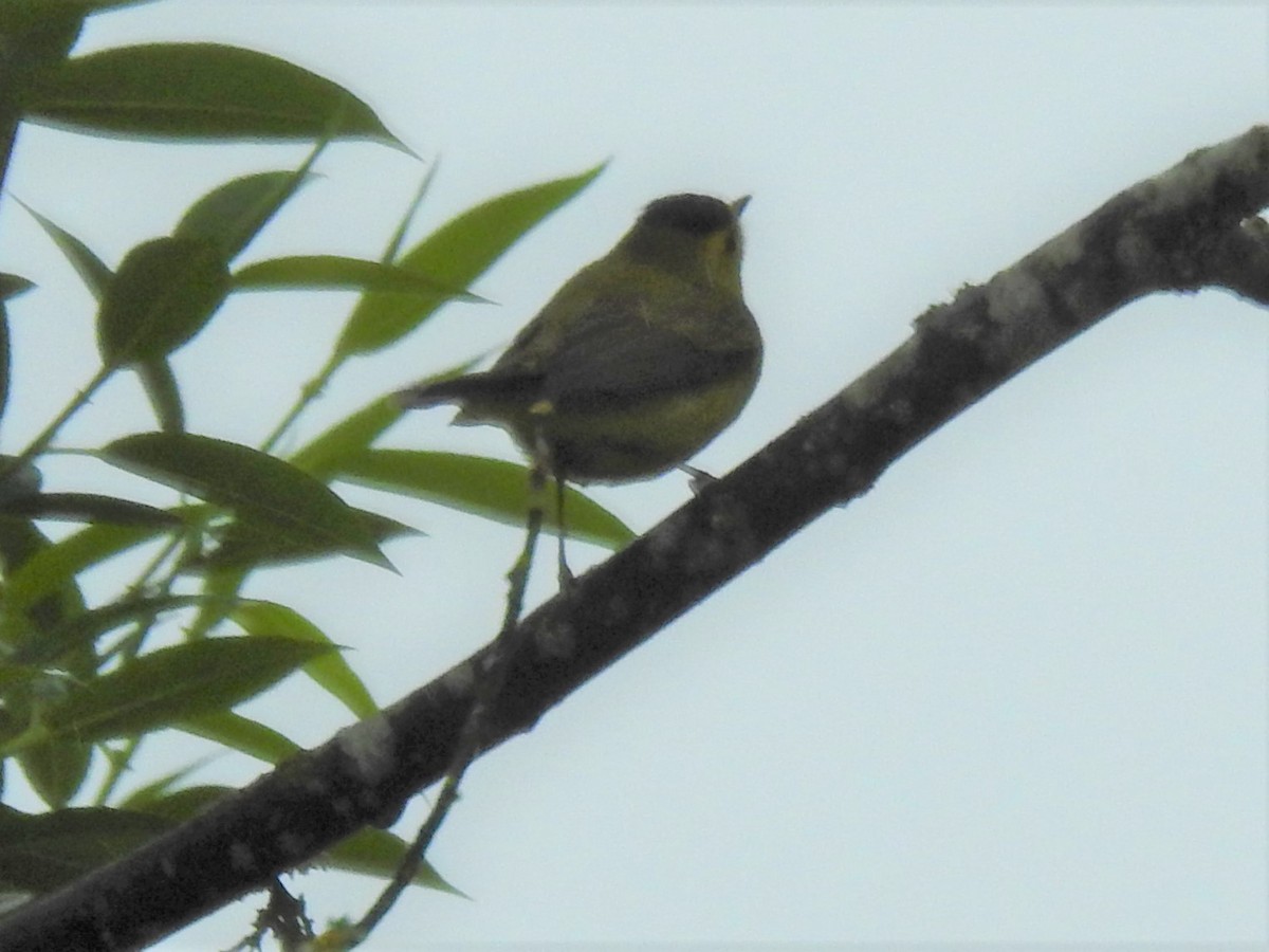 Wilson's Warbler - ML444617341