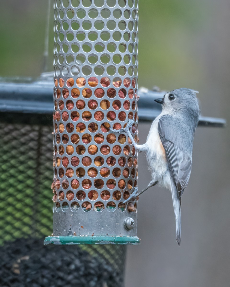 Tufted Titmouse - ML444618671