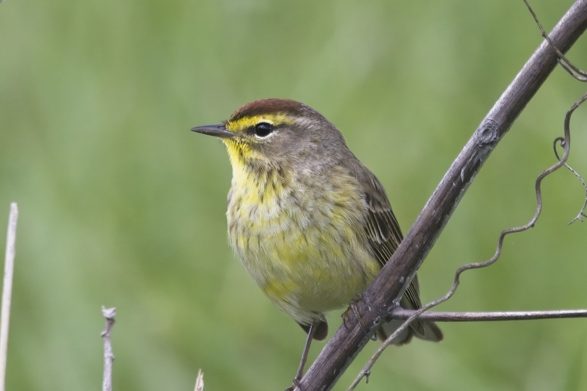 Palm Warbler - ML444620411