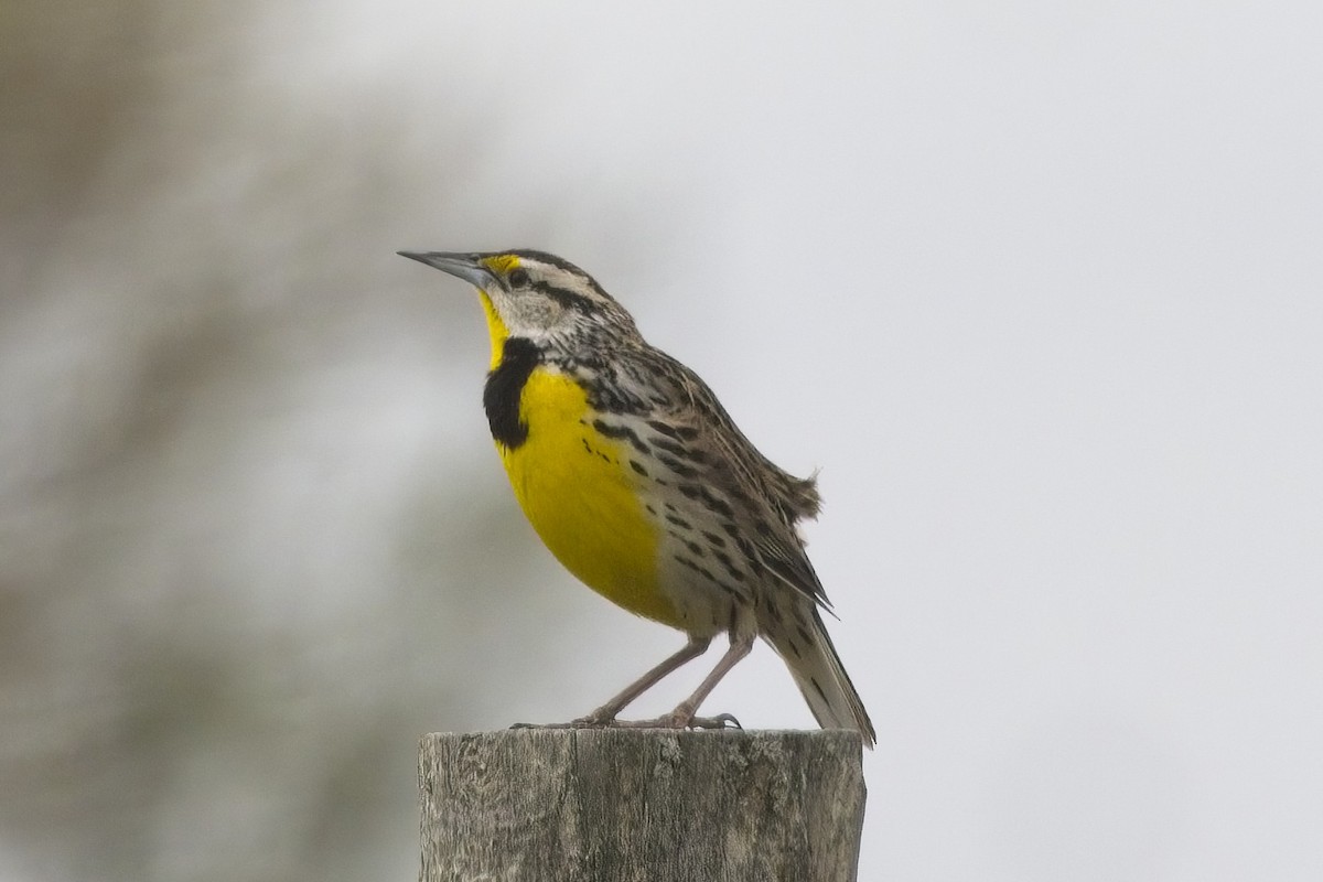 Eastern Meadowlark - ML444620521