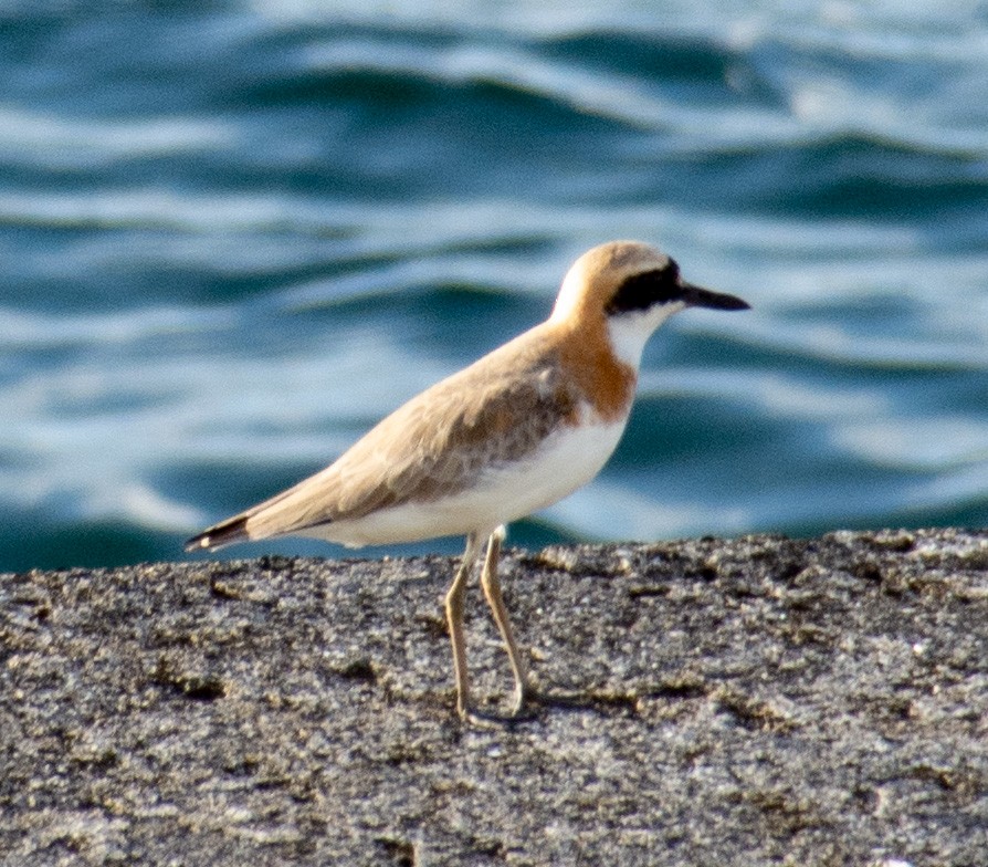 Greater Sand-Plover - ML444620581