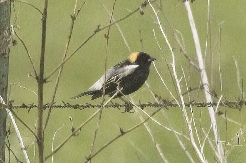 bobolink americký - ML444620631