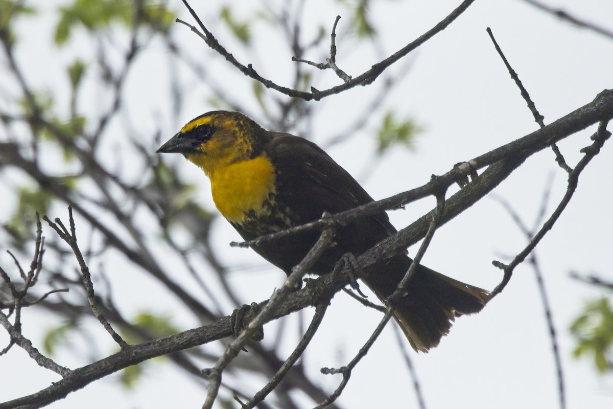 Yellow-headed Blackbird - ML444620751