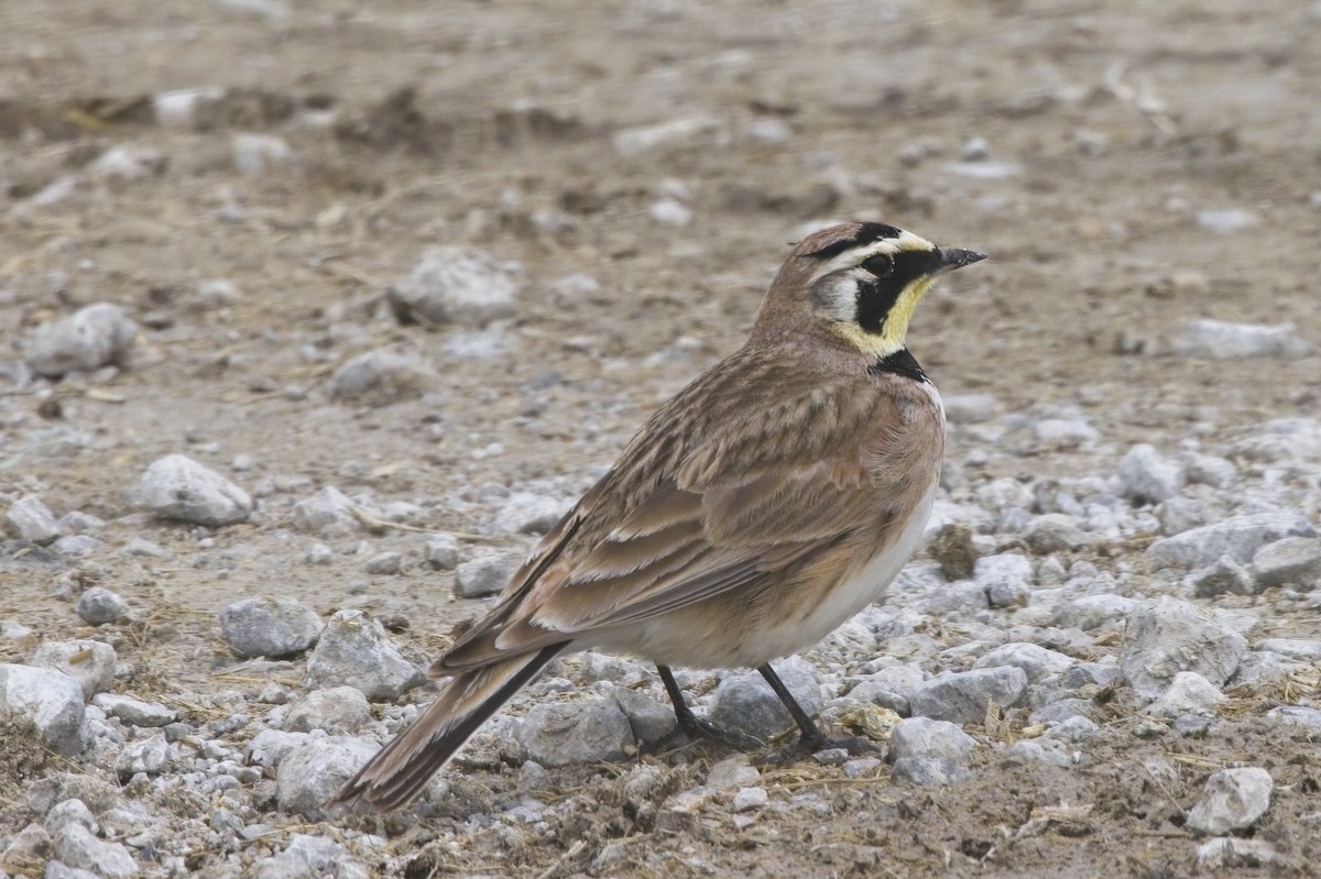 Horned Lark - ML444620881