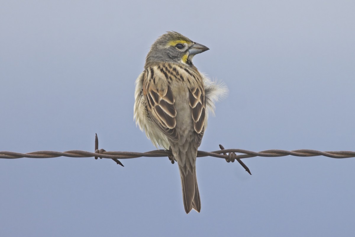 Dickcissel - Piming Kuo