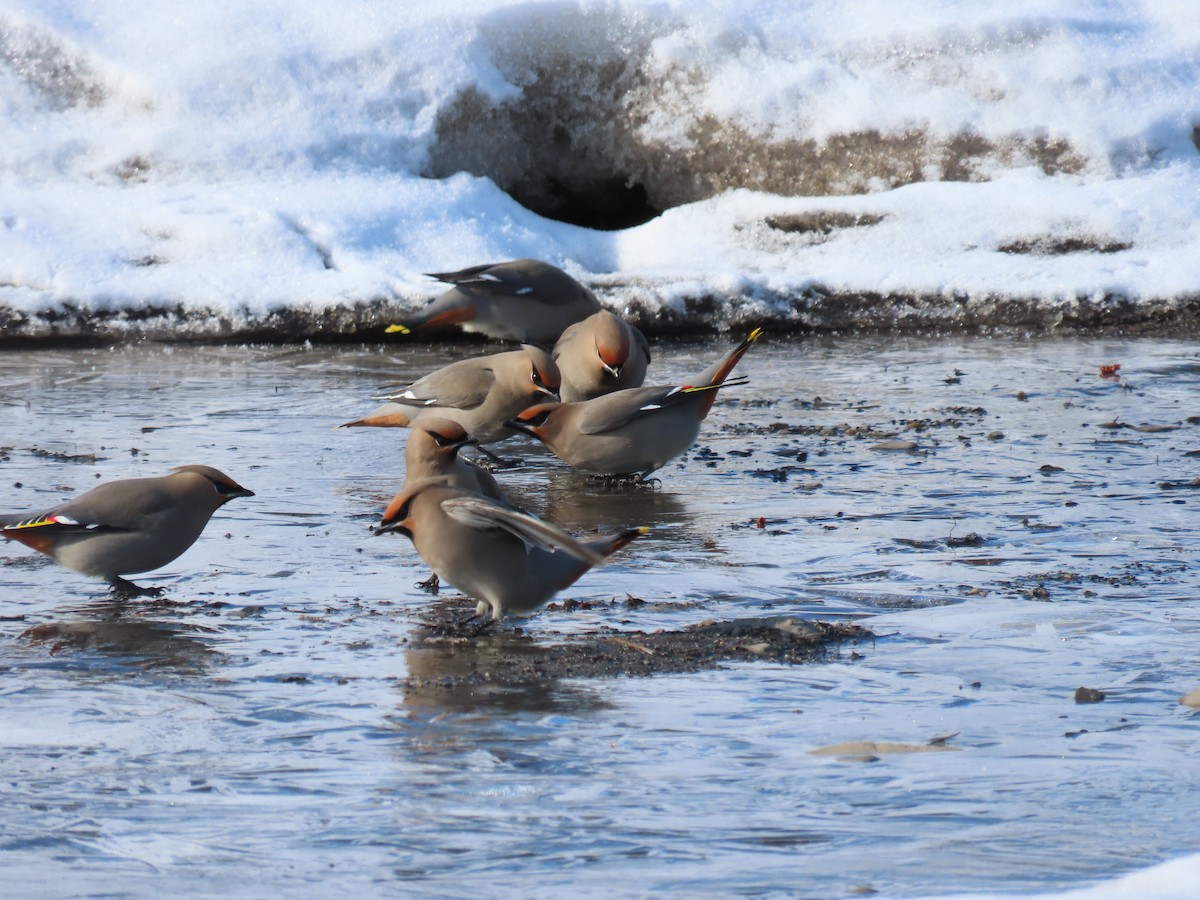 Bohemian Waxwing - ML444621131